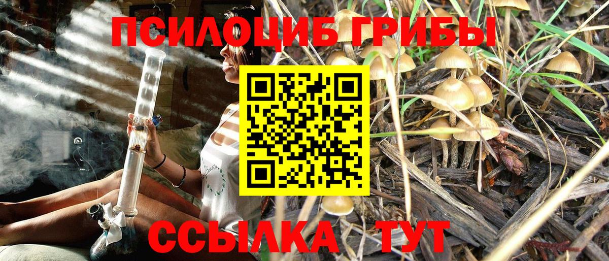 Курчалой  Галлюциногенные грибы Psilocybine cubensis  Вход с VPN 